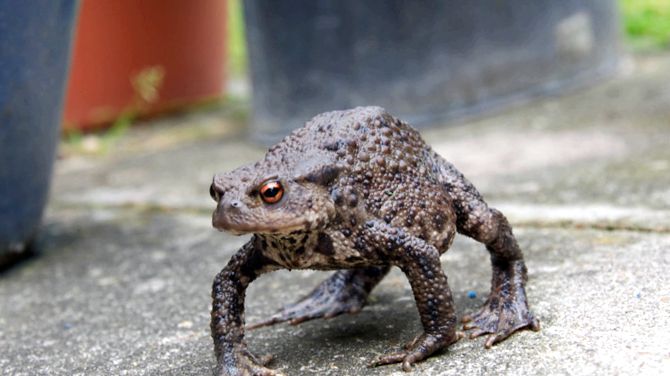 Toads Animal Encyclopedia acești amfibieni