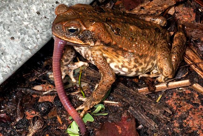 Toads Animal Encyclopedia enciclopedie
