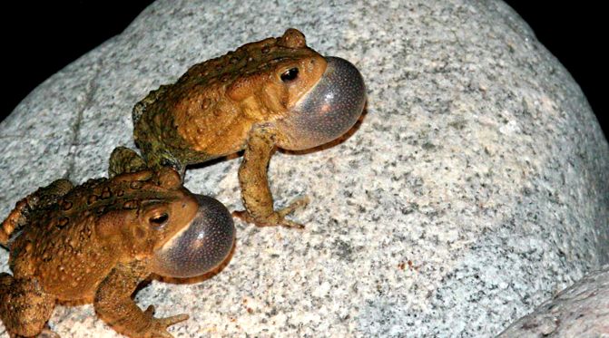 Toads Animal Encyclopedia enciclopedie