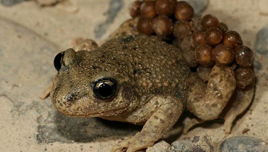 Toads Animal Encyclopedia enciclopedie