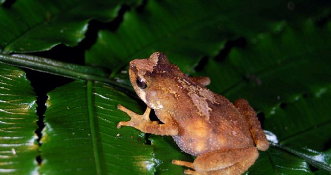 Toads Animal Encyclopedia enciclopedie