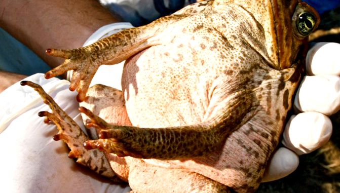 Toads Animal Encyclopedia broasca