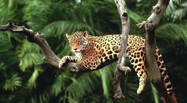 Enciclopedia animalelor Jaguar animal