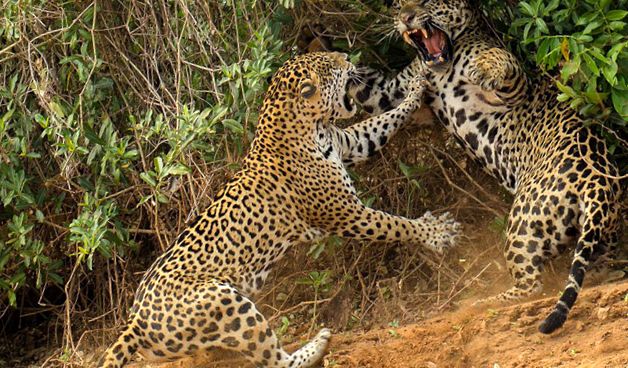 Enciclopedia animalelor Jaguar jaguar