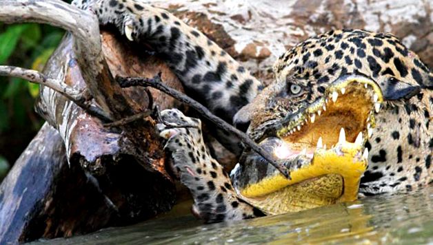 Enciclopedia animalelor Jaguar enciclopedie