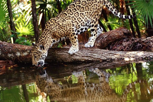Enciclopedia animalelor Jaguar animal