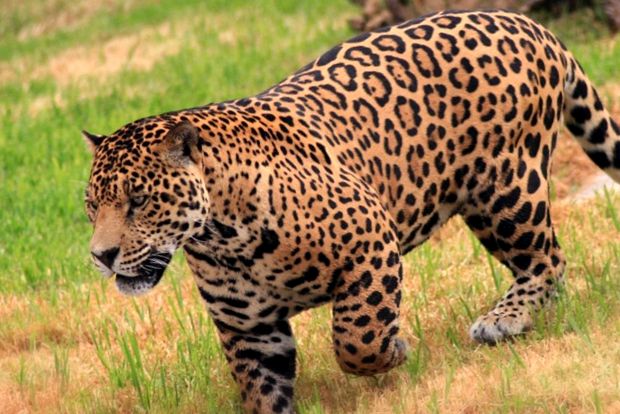 Enciclopedia animalelor Jaguar jaguar