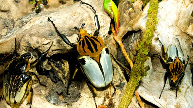 Bronzuri și gândaci Goliat Enciclopedia animalelor timp de zbor