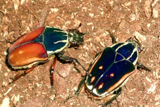 Bronzuri și gândaci Goliat Enciclopedia animalelor enciclopedie