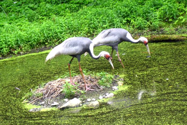 Macarale Enciclopedia Animalelor aceste păsări