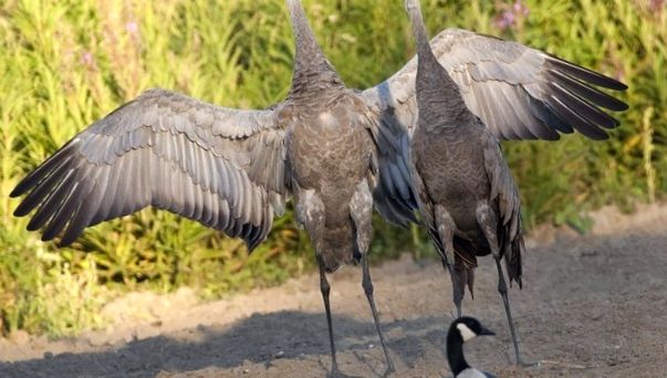 Macarale Enciclopedia Animalelor aceste păsări