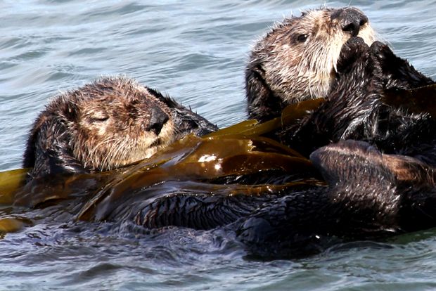 Enciclopedia animalelor de vidră de mare animal