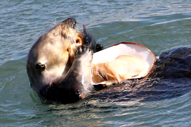 Enciclopedia animalelor de vidră de mare vidra de mare