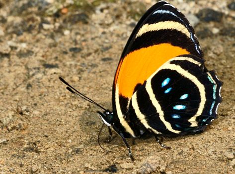 Kallikors - ABC-ul naturii Cifre arabe