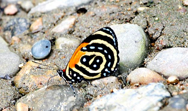 Kallikors - ABC-ul naturii callori