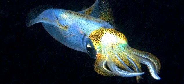 Calamari - rachete vii ale mării aceste animale