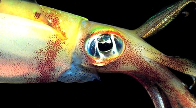 Calamari - rachete vii ale mării aceste animale