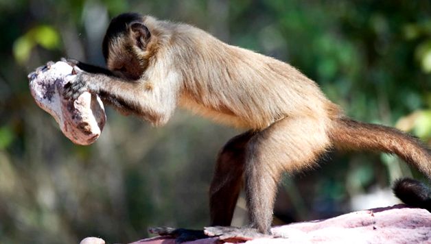 Enciclopedia animalelor Maimuțelor specii de maimuțe