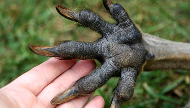 Pădure, munte, canguri de copaci Munte
