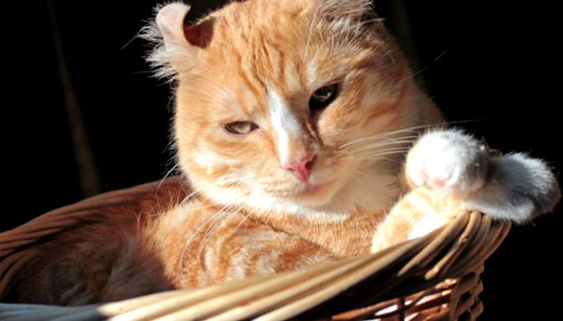 American Curl Animal Encyclopedia Bucle americane