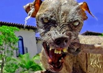 Chinese Crested Dog - frumusețea și fiara s-au rostogolit într-una singură frumuseţe