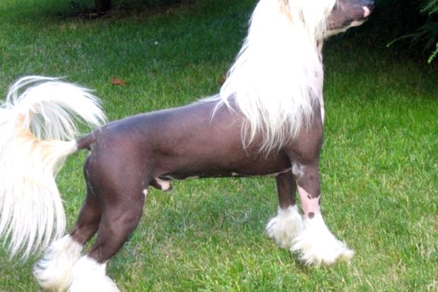 Chinese Crested Dog - frumusețea și fiara s-au rostogolit într-una singură unu