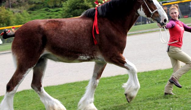 Camion grele scoțian Clydesdale cai de asta