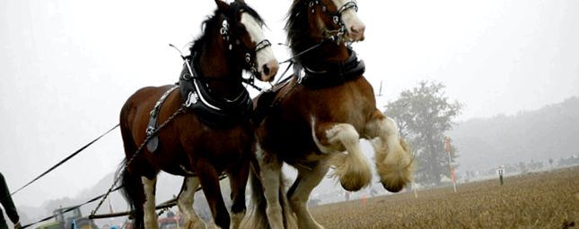 Camion grele scoțian Clydesdale în toată lumea