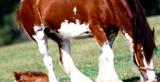 Camion grele scoțian Clydesdale clydesdale