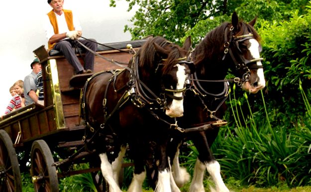 Camion grele scoțian Clydesdale în toată lumea