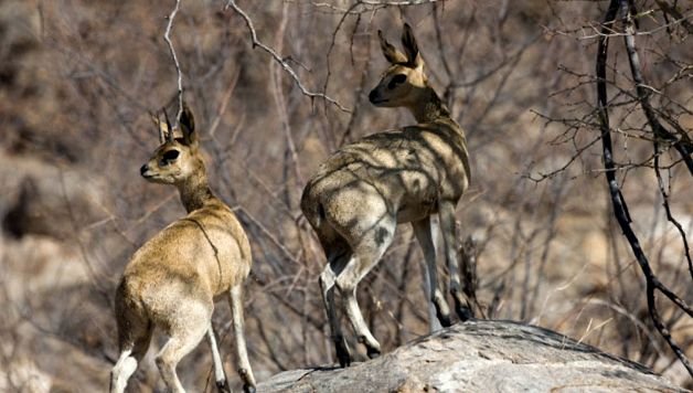 Enciclopedia animalelor din Parcul Național Etosha Naţional