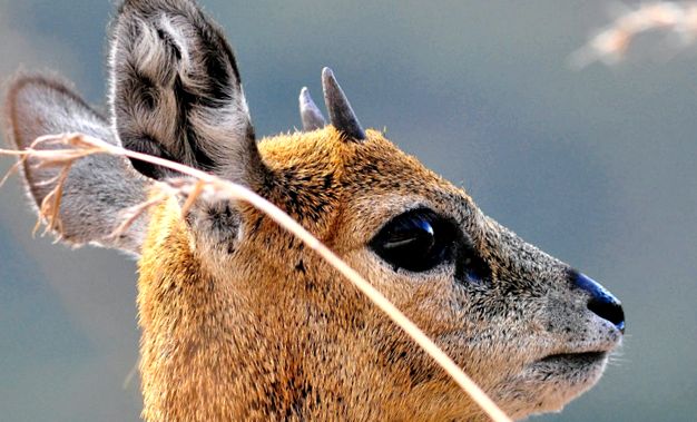 Klipspringer sau Sassa Animal Encyclopedia animal