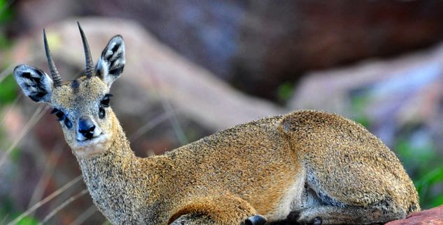 Klipspringer sau Sassa Animal Encyclopedia Klipspringer sass