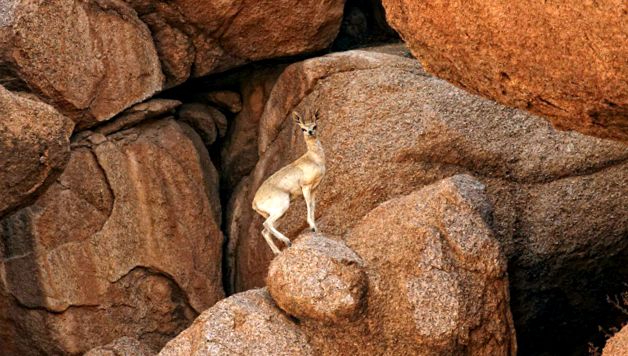 Klipspringer sau Sassa Animal Encyclopedia sassa