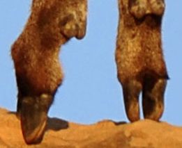 Klipspringer sau Sassa Animal Encyclopedia sassa
