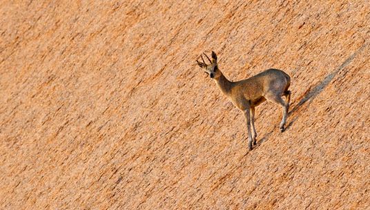 Klipspringer sau Sassa Animal Encyclopedia animal