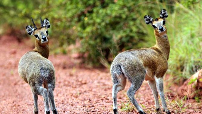 Klipspringer sau Sassa Animal Encyclopedia animal