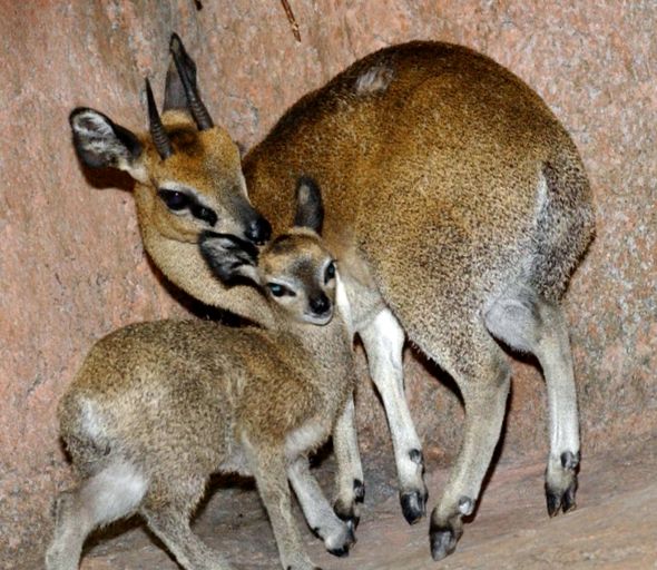 Klipspringer sau Sassa Animal Encyclopedia Klipspringer sass