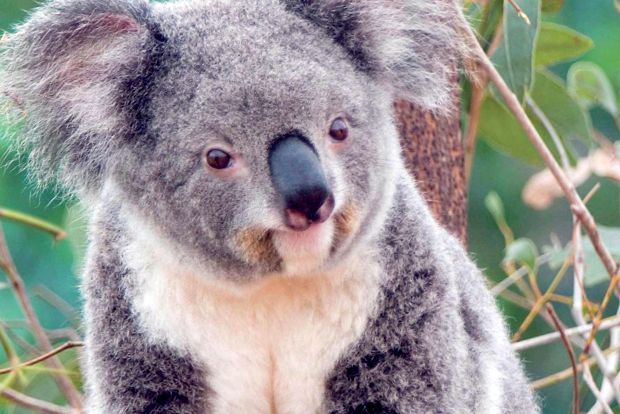 Koala sau urs marsupial Enciclopedia animalelor animal