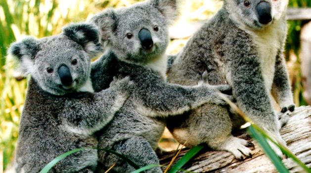 Koala sau urs marsupial Enciclopedia animalelor koala