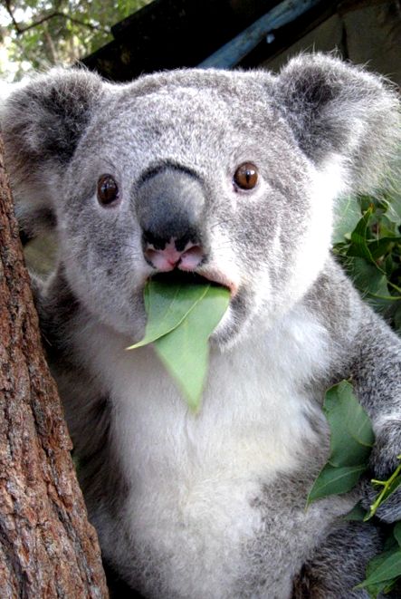 Koala sau urs marsupial Enciclopedia animalelor koala
