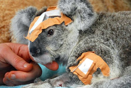 Koala sau urs marsupial Enciclopedia animalelor urs