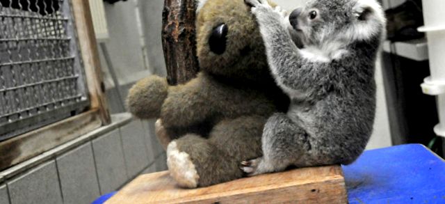 Koala sau urs marsupial Enciclopedia animalelor koala