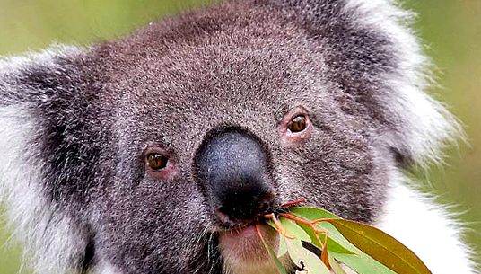 Koala sau urs marsupial Enciclopedia animalelor marsupial