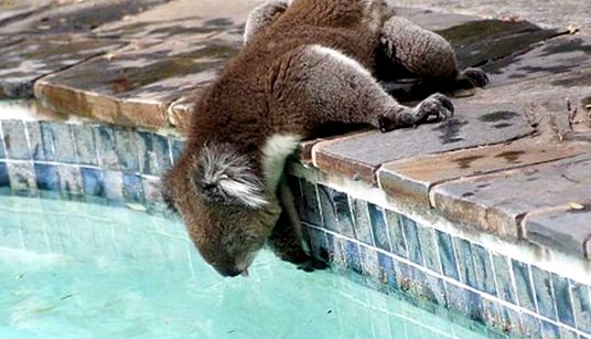 Koala sau urs marsupial Enciclopedia animalelor marsupial