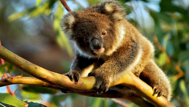 Koala sau urs marsupial Enciclopedia animalelor koala