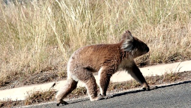 Koala sau urs marsupial Enciclopedia animalelor animal