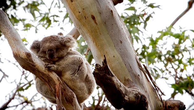 Koala sau urs marsupial Enciclopedia animalelor marsupial