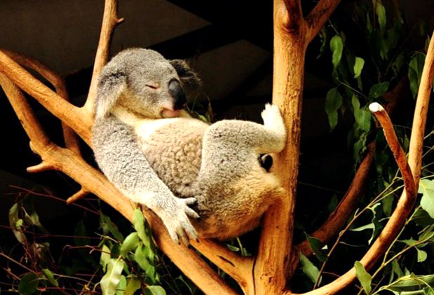 Koala sau urs marsupial Enciclopedia animalelor urs