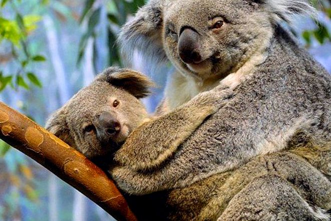 Koala sau urs marsupial Enciclopedia animalelor marsupial